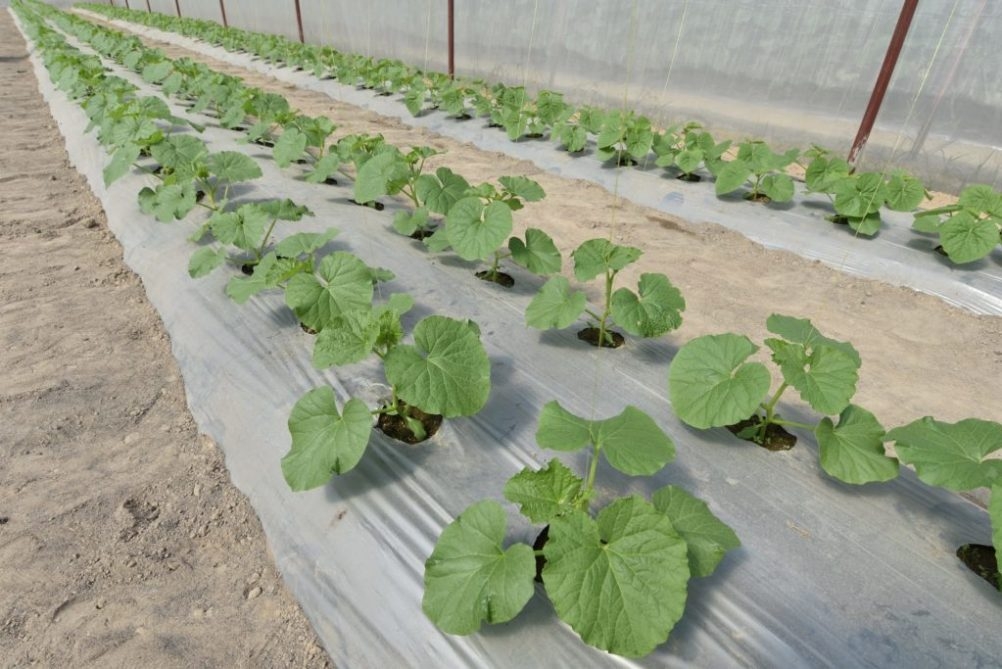 พลาสติกคลุมดิน